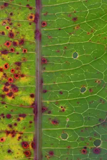 Butter: Broad-leaved Dock