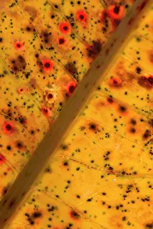 Butter: Broad-leaved Dock