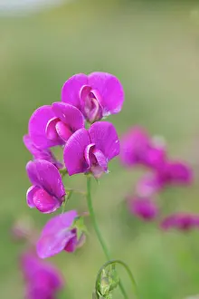 Latifolius: Broad Leaved Everlasting Pea