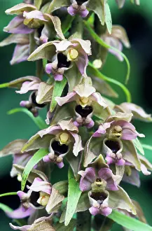 Epipactis: Broad-leaved Helleborine
