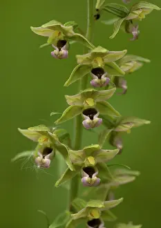 Epipactis: Broad-leaved Helleborine