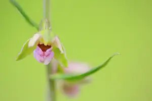 Oever: Broad Leaved Helleborine