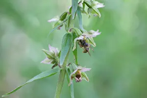 Vespoidea: Broad-leaved Helleborine