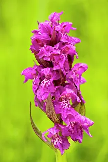 Majalis: Broad-leaved marsh orchid