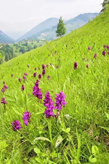 Majalis: Broad-leaved Marsh Orchid