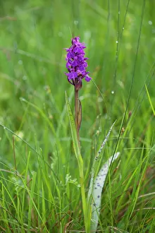 Dactylorhiza: Broad-leaved marsh orchid