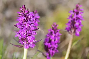 Broad: The broad-leaved marsh orchid (Dactylorhiza majalis)