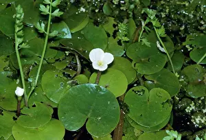 Pondweed: Broad-Leaved PONDWEED - on water