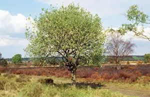 Sallow: Broad-leaved Sallow / Goat Willow