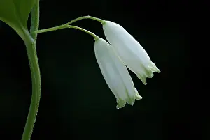 Special: Broad-leaved Solomon's-seal