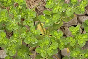 Spurges: Broad-leaved spurge