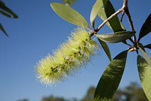 Paperbark: Broad-leaved Tea-tree or Paperbark
