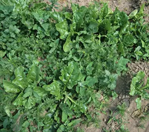 Weeds: Broad-leaved weeds in Sugar Beet crop