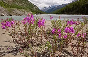 Epilobium: Broad-leaved Willowherb / Fireweed