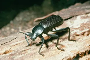 Californicus: Broad-Necked Darkling Beetle