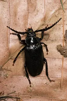 Pterygota: Broad-necked Root Borer