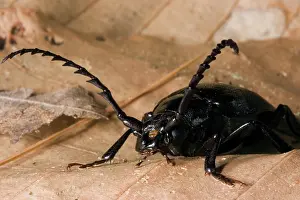 Pterygota: Broad-necked Root Borer