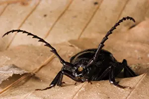 Pterygota: Broad-necked Root Borer