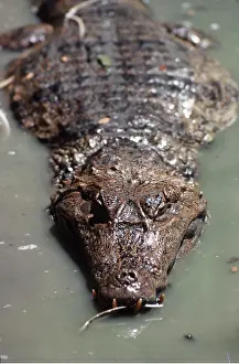Caiman: Broad-nosed / Broad-fronted CAIMAN