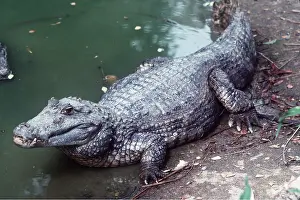 Caiman: Broad-nosed / Broad-fronted CAIMAN