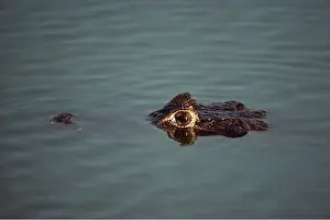 Caiman: Broad-nosed / Broad-fronted CAIMAN - eyes showing