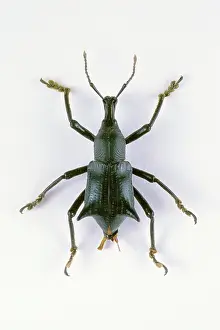 Curculionidae: Broad-nosed Weevil
