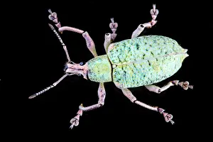 Coleoptere: Broad-nosed weevil (Exophthalmus sp) on black background