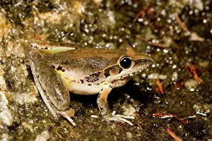 Rocket: Broad-palmed rocket frog