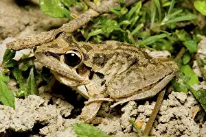 Rocket: Broad-palmed rocket frog
