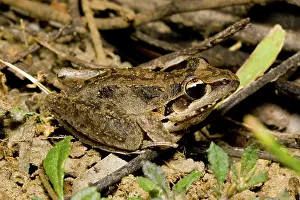 Rocket: Broad-palmed rocket frog