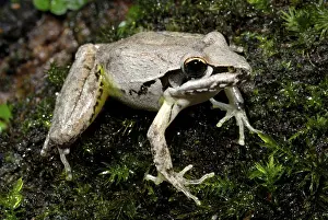 Litoria: Broad-palmed Rocketfrog