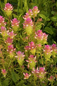 Clovers: Broad-scaled Mountain clover / Siskiyou Mountain Clover