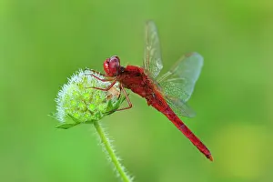 Darters: Broad Scarlet Scarlet Darter Scarlet Dragonfly male