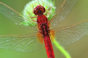Darters: Broad Scarlet Scarlet Darter Scarlet Dragonfly male