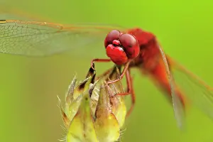 Darters: Broad Scarlet Scarlet Darter Scarlet Dragonfly male