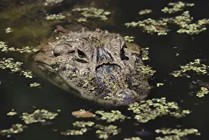 Lurking: Broad-snouted Caiman