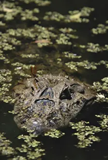 Anisoptera: Broad-snouted Caiman