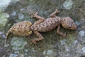 Adaptation: Broad-tailed Gecko