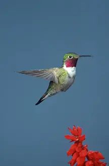 Selasphorus: Broad-tailed Hummingbird