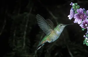 Selasphorus: Broad-tailed Hummingbird