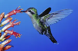 Pollinate: Broad-tailed Hummingbird