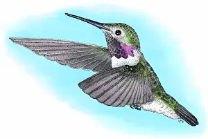 Selasphorus: Broad-Tailed Hummingbird