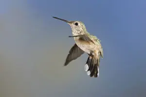 Selasphorus: Broad-tailed Hummingbird