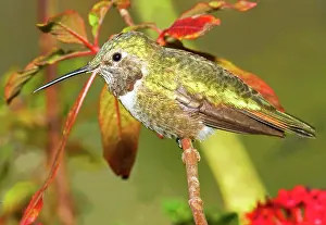 Humming: Broad Tailed Hummingbird