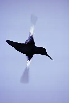 Blurred: Broad-tailed Hummingbird