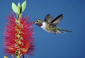 Pollinate: Broad-tailed Hummingbird feeding