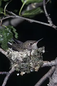 Selasphorus: Broad-tailed Hummingbird (Selasphorus platycercus)