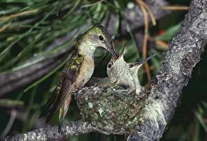 Hummer: Broad-tailed Hummingbirds