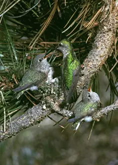 Hummer: Broad-tailed Hummingbirds