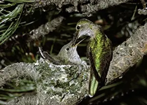 Hummer: Broad-tailed Hummingbirds